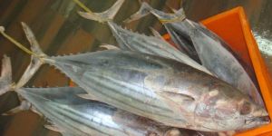 Frozen Skip Jack Tuna