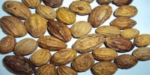 Harad Seeds