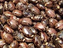 Castor Seeds
