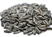 Sunflower Seeds