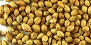 Coriander Seeds