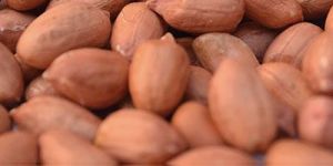 GROUNDNUT KERNELS (BOLD)