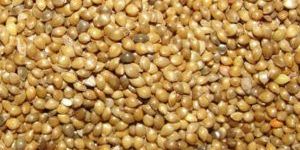 Millet Seeds