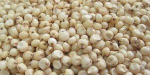 Sorghum Seeds