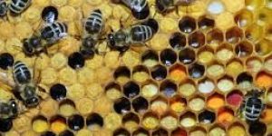 Bee Pollen