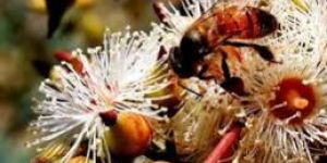 Eucalyptus Honey