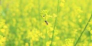 Mustard Honey