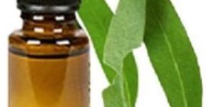 Eucalyptus Oil