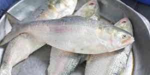 Fresh Hilsa Fish