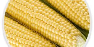 Frozen Corn on Cob
