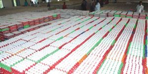 Chicken Hatching Eggs