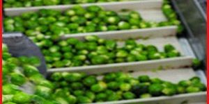 Conveyor Belt for Green Vegetable Processing