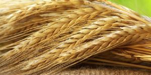 Oilseeds / Grains / Pulses