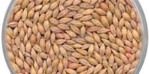 Barley Seeds