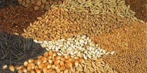 Food Grains