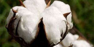 Raw Cotton Fiber