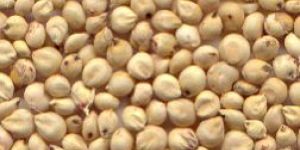Sorghum Seeds