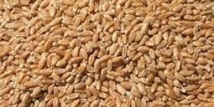 Wheat Seeds