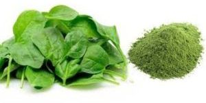 Palak Powder
