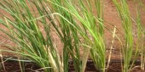 Organic Vetiver