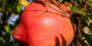 Pomegranate