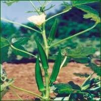 Okra Seed