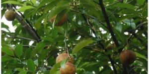 Myristica Fragrans