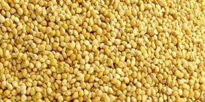 Yellow Millets