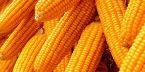 Yellow Maize