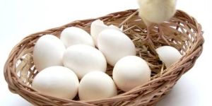 Chicken White Eggs