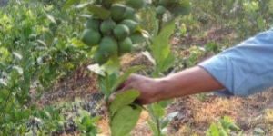 SEED LESS LEMON