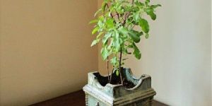 Tulsi Pot