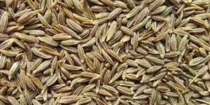 Fennel Seed