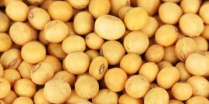 Soybean
