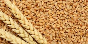 Wheat