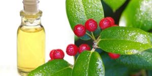 GAULTHERIA