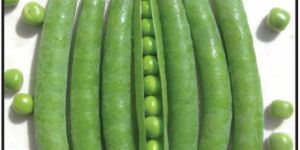 Arkel Green Peas