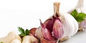 Garlic