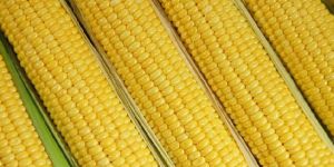 Yellow Maize