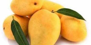 Kesar Mango