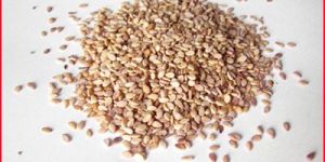 Sesame Seed