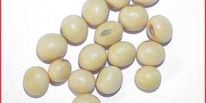 Soybean Seeds