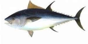 Tuna Fish