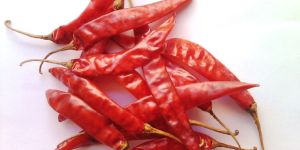 Guntur Dried Red Chilli