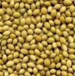 Coriander Seeds