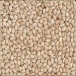 Natural Sesame Seeds