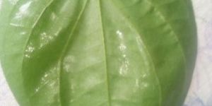 Betel Leaf