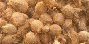Semi Husked Coconuts