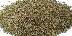 Bajra Seeds