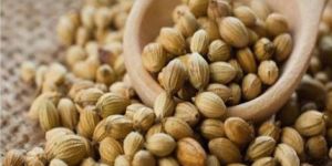 Coriander